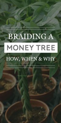 how to braid money tree: exploring the art of financial planning